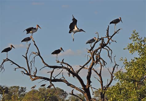 Pictures and information on Marabou Stork