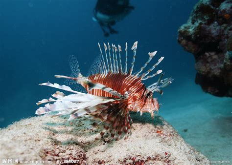 热带鱼 海底世界 彩色鱼 珊瑚摄影图__海洋生物_生物世界_摄影图库_昵图网nipic.com