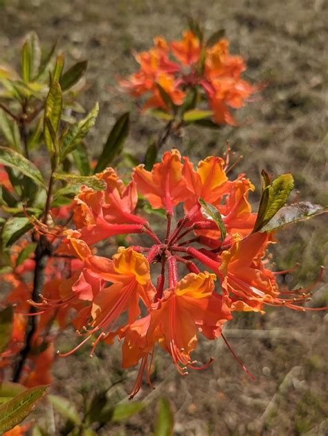 When Do Azaleas Bloom? A Gardener's Guide to Azalea Bloom Times - The ...