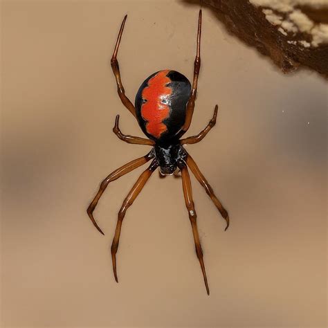 16 Spiders That Look Like Black Widows (False Widows) With Pictures