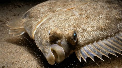 Flatfish
