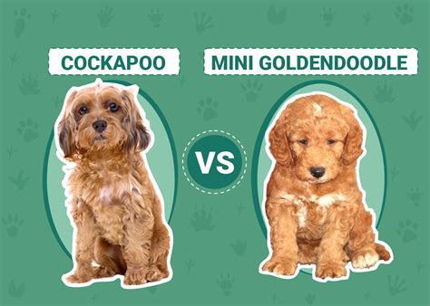 Image result for Mini Goldendoodle Cockapoo