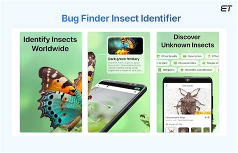 Image result for Flying Bug Identifier