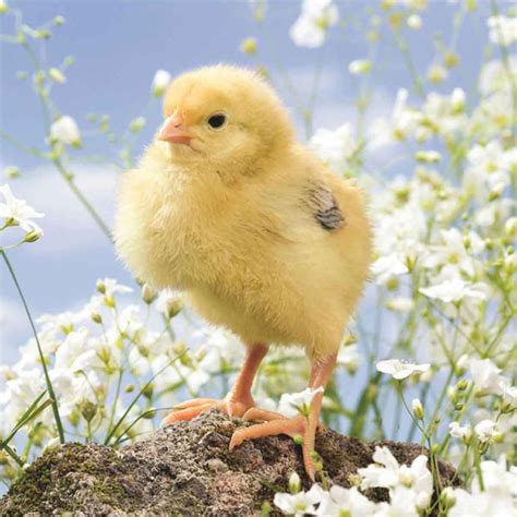 Цыплята - красивые картинки: Топ фото • Klike.net