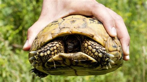 Image result for How to Catch Turtles