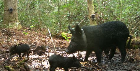 Image result for Exploding Wild Pigs