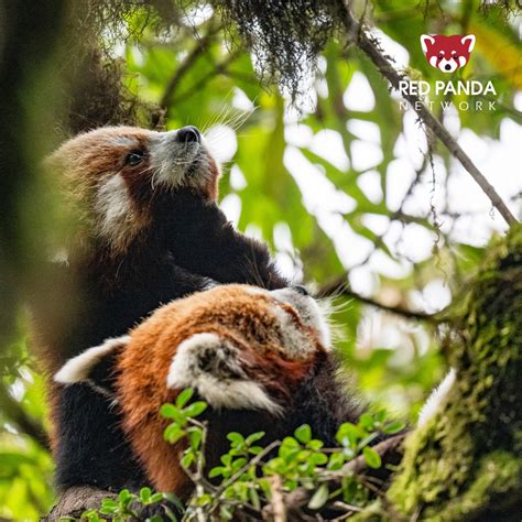 Red Panda Network | THANK YOU! ️🙌 We are beyond grateful for the ...