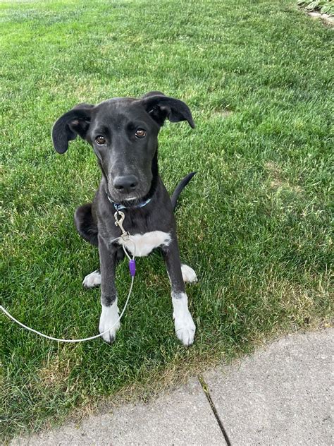 TILLY | Fox Valley Humane Association