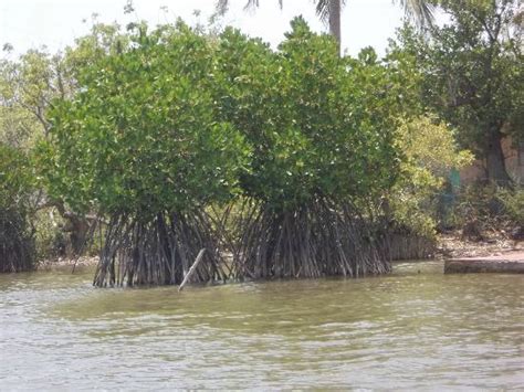 Pichavaram - JungleKey.in Image