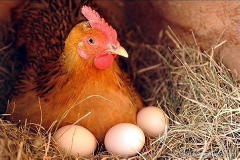 蛋鸡开产晚、产蛋率低、无高峰，育成期做好这几点，高产不再难！ - 知乎
