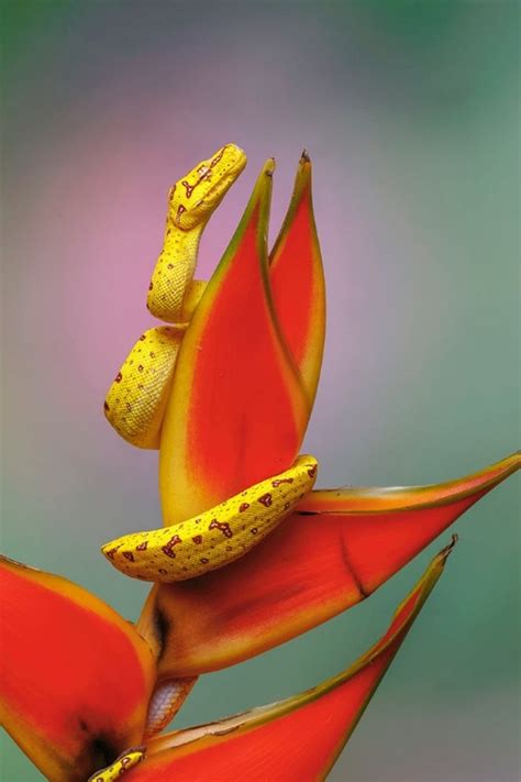 Image result for Yellow Green Tree Python