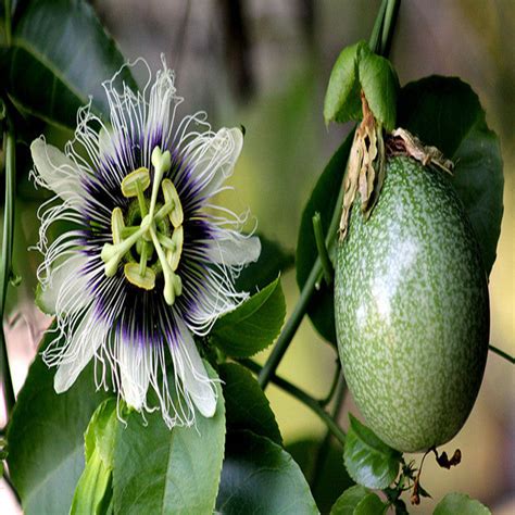 Passion Fruit - Fruit Plants & Vine Plants – PlantsKingdom