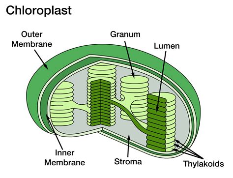 the miracle of life: Photosynthesis: Chemiosmosis (Chloroplast vs ...
