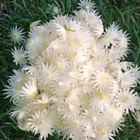 Green view "Bakul ful"Occidentalis - 1 Healthy Live Super Yielding ...