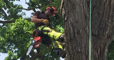 Tree Pruning Near Me 的图像结果