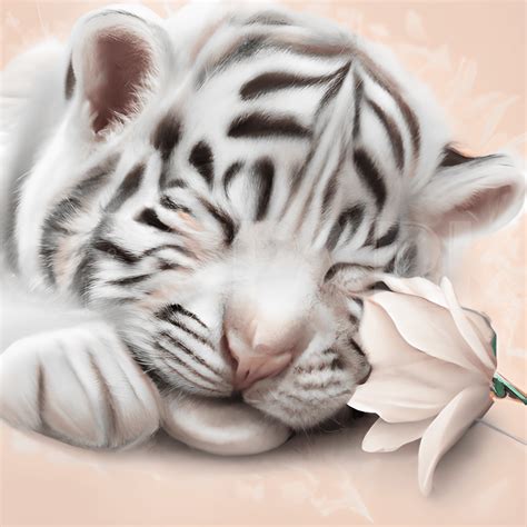 Baby White Bengal Tiger Cubs