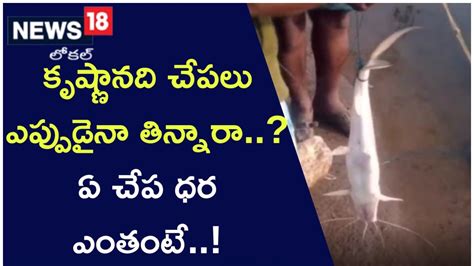 కృష్ణానది చేపలు ఎప్పుడైనా తిన్నారా..? ఏ చేప ధర ఎంతంటే..! | ఆంధ్రప్రదేశ్ ...