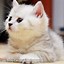 Image result for Cute Baby Cats