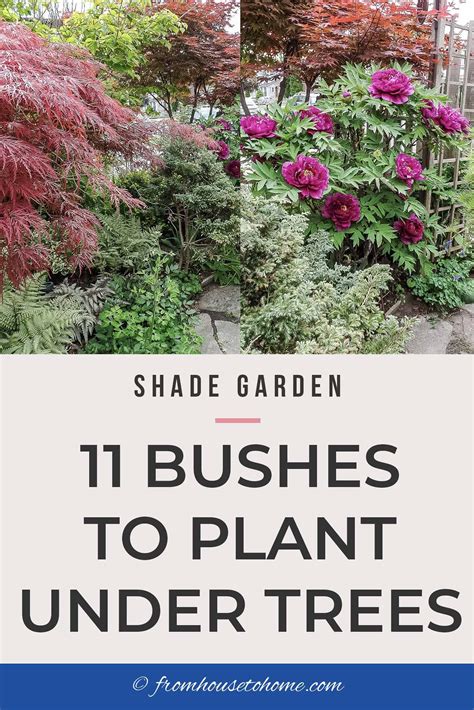 Shade Loving Shrubs: The Best Bushes To Plant Under Trees | Shade ...