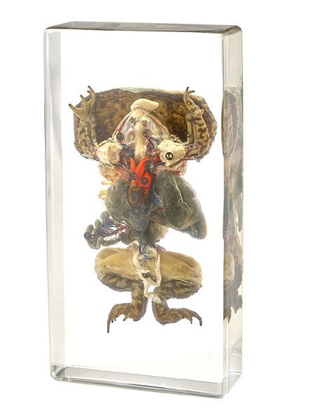 Toad Dissection Tutorial 的图像结果