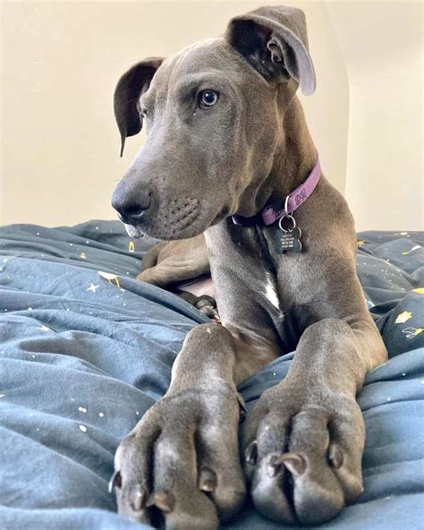 Doberdane (Doberman & Great Dane Mix) Info, Pictures, Facts, FAQs & More