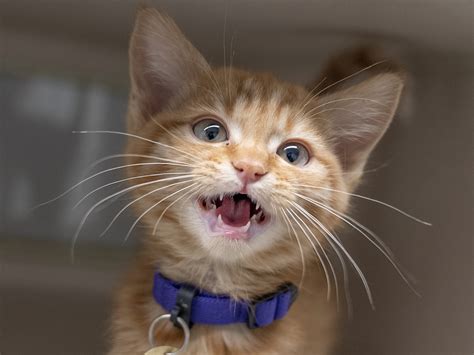 Stages of kitten development and their behavior - Humane Colorado