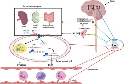 Colchicine And Fmf