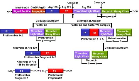 FACULTIES || Centre of Bio-Medical Research, Lucknow