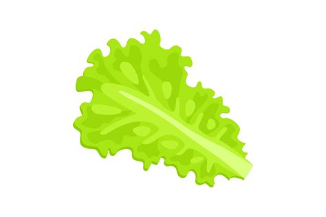Green Lettuce Leaf, Product Cartoon Vect Graphic by pch.vector ...