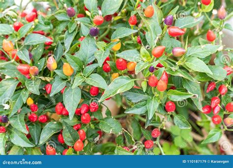 Small Red Peppers Growing on a Tree Outdoors Stock Image - Image of ...