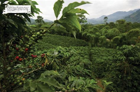 World Coffee Atlas By James Hoffman – scai.coffee