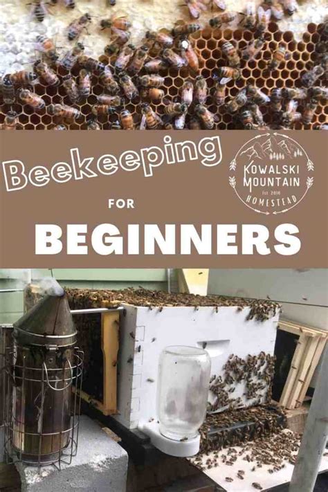 Image result for Beekeeping Tutorial