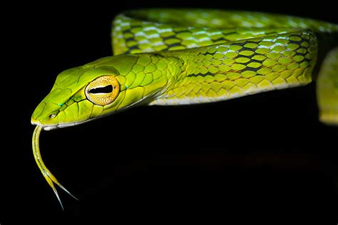 Asian Vine Snake Animal Facts - Ahaetulla prasina - A-Z Animals