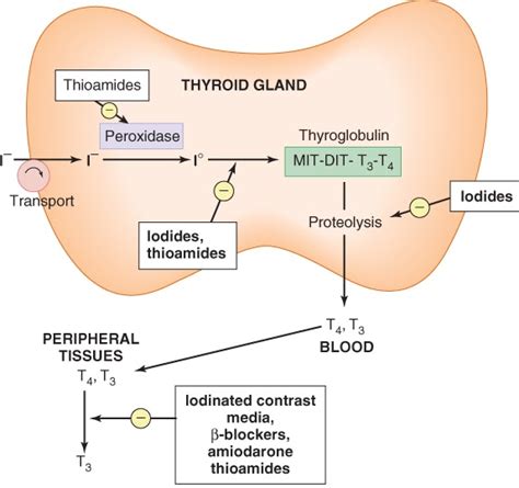Image result for Thyroid Testing Algorithm