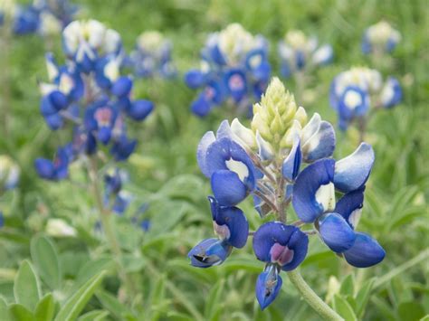 Bluebonnet Portraits at Malone Preserve, Vivian J. Malone Preserve ...