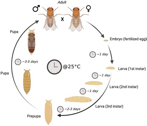 Fruit Fly Larvae Life Cycle at Andrea Burnside blog