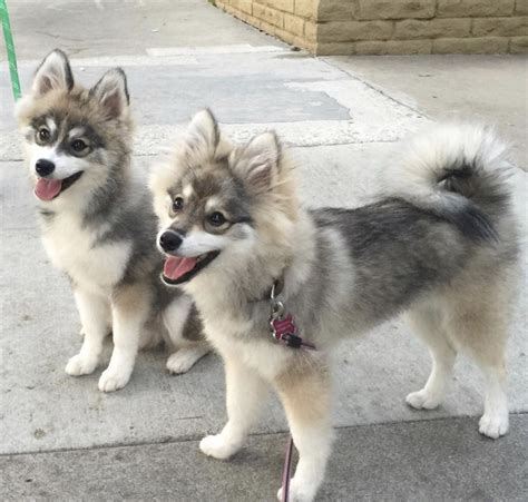 Full Grown Husky Pomeranian Mix