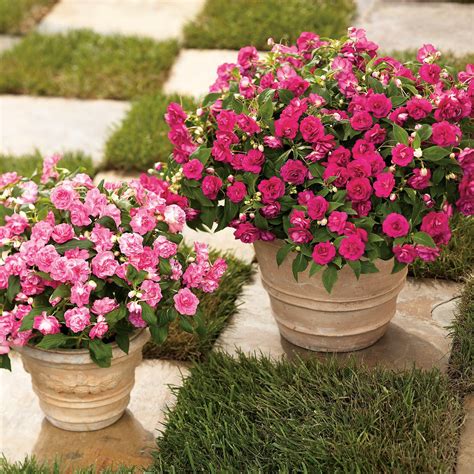 Rockapulco® Rose Double Impatiens (Impatiens walleriana) | Proven ...