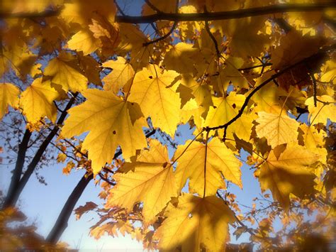 Nothing Gold Can Stay Free Stock Photo - Public Domain Pictures