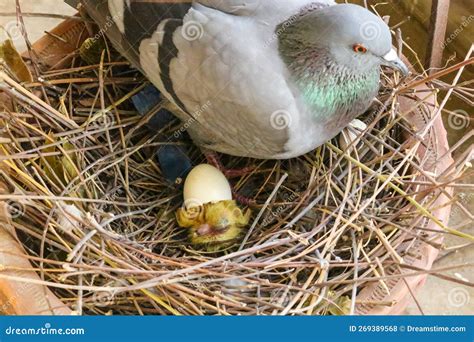 Pigeon Sitting in Nest with Eggs Baby Pigeon Hatching Out Stock Photo ...