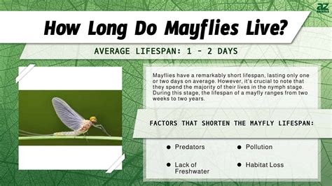 Mayfly Lifespan: How Long Do Mayflies Live? - A-Z Animals