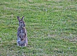 Image result for Funny Wild Rabbit T-shirt