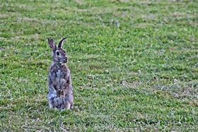 Image result for Funny Wild Rabbit Mug