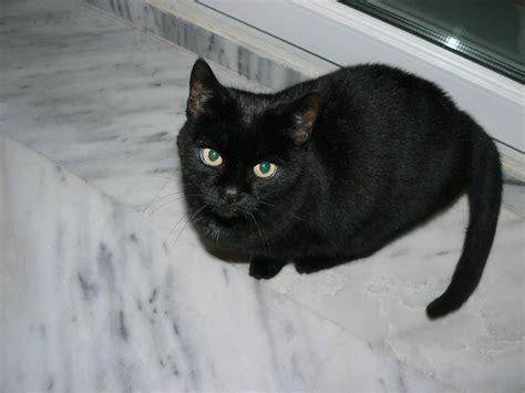 Salem charaktervoller Kater EKH sucht ein liebevolles Zuhause in ...