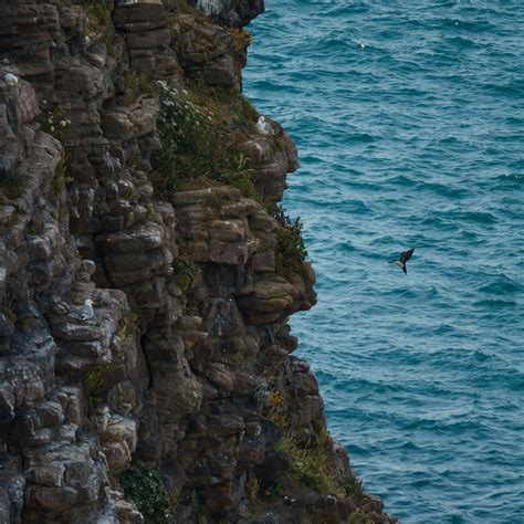 Download wallpaper 3415x3415 rock, stones, cliff, sea, bird ipad pro 12 ...