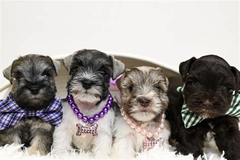 Standard Schnauzer Puppies