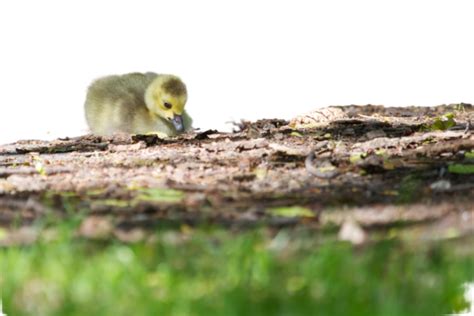 Canada Geese Goslings Resting Waterfowl Nature Digital, Chicks ...