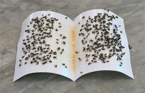 Best Fly Traps at Layla Helms blog