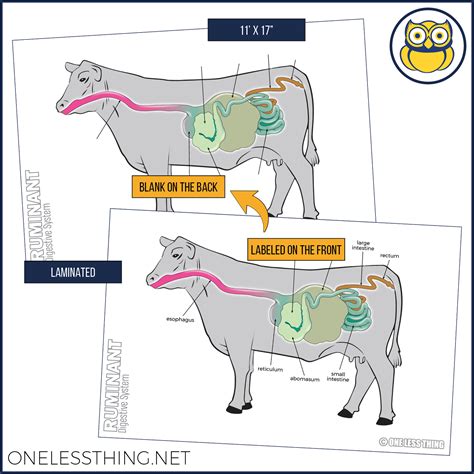 Animal Digestive Systems Posters, Set of 4 - One Less Thing