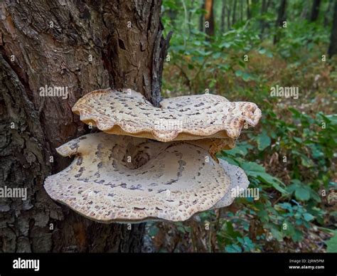 Pleurotus Ostreatus the pearl oyster mushroom or tree oyster mushroom ...